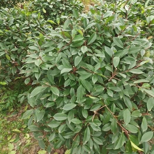 潢川县球花石楠  精品石楠球