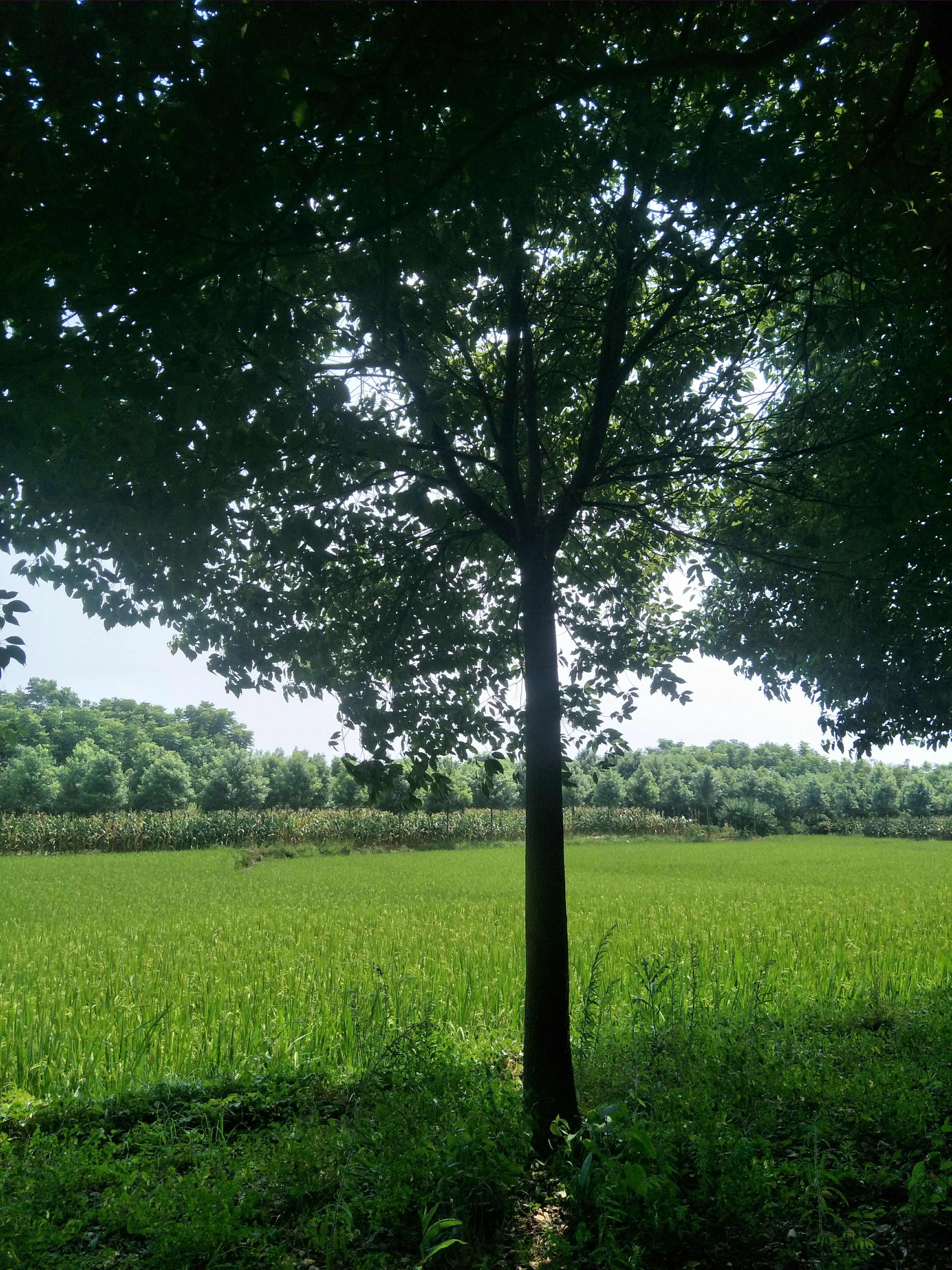 香樟(四季常青木)