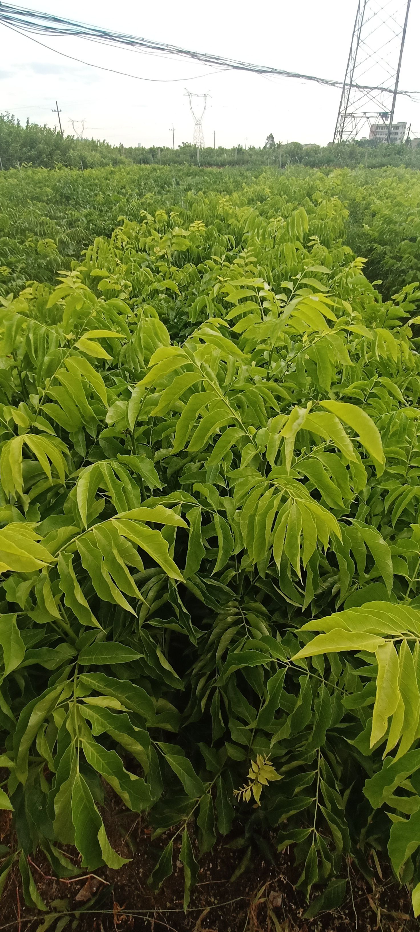 鸡心黄皮苗广西玉林 易种植好管理产量高果大清甜