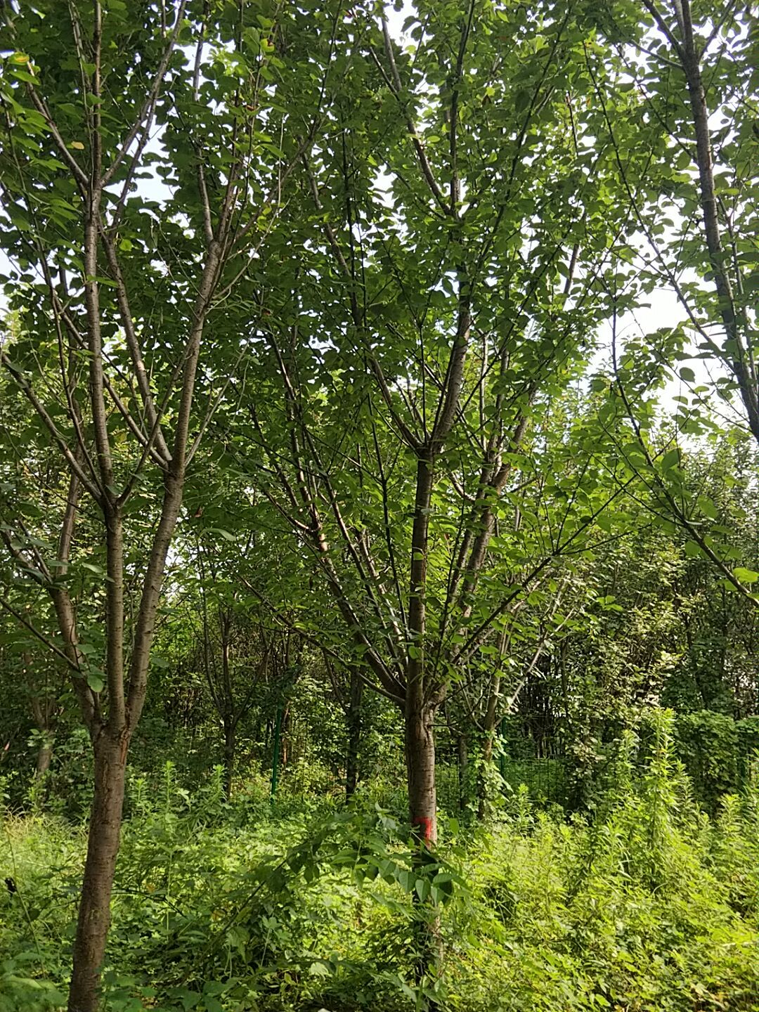 日本晚樱  樱花10--15