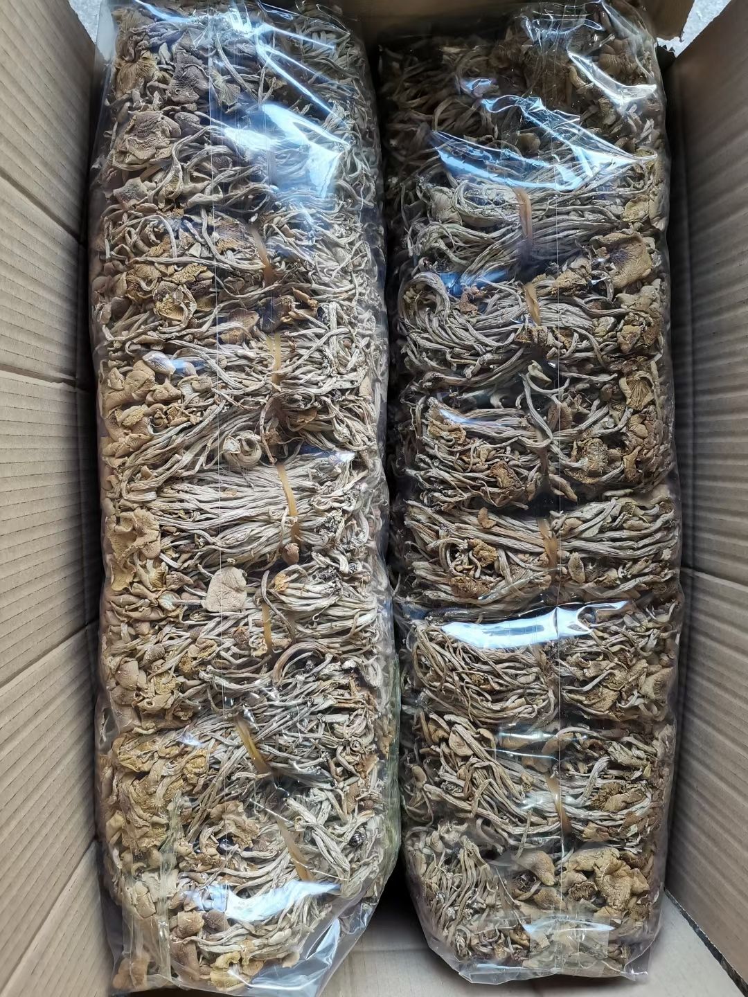 茶树菇，开伞茶树菇 2025年新货不开伞茶树菇 福建产地直发