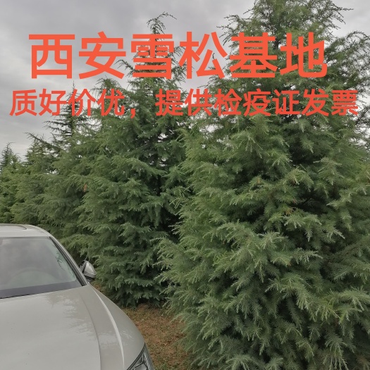 周至县雪松