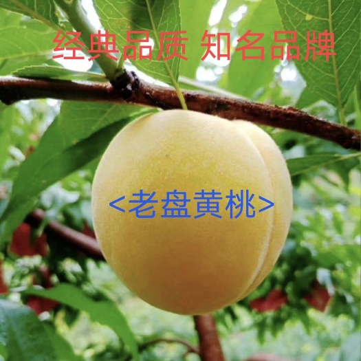 长沙锦绣黄桃 炎陵黄桃