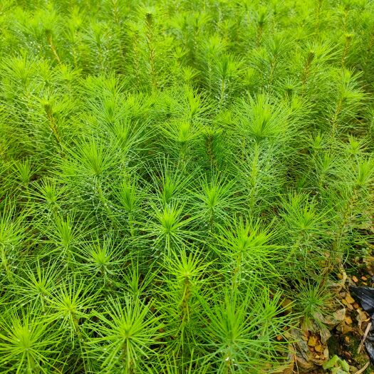 兴义市马尾松苗云南松苗油松小苗