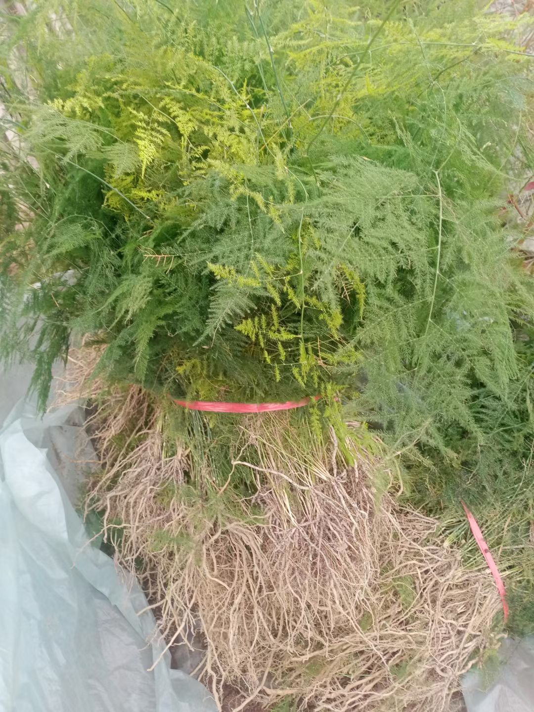 文竹苗大文竹盆栽地栽盆景云竹室内阳台绿植四季常青花卉植物文竹