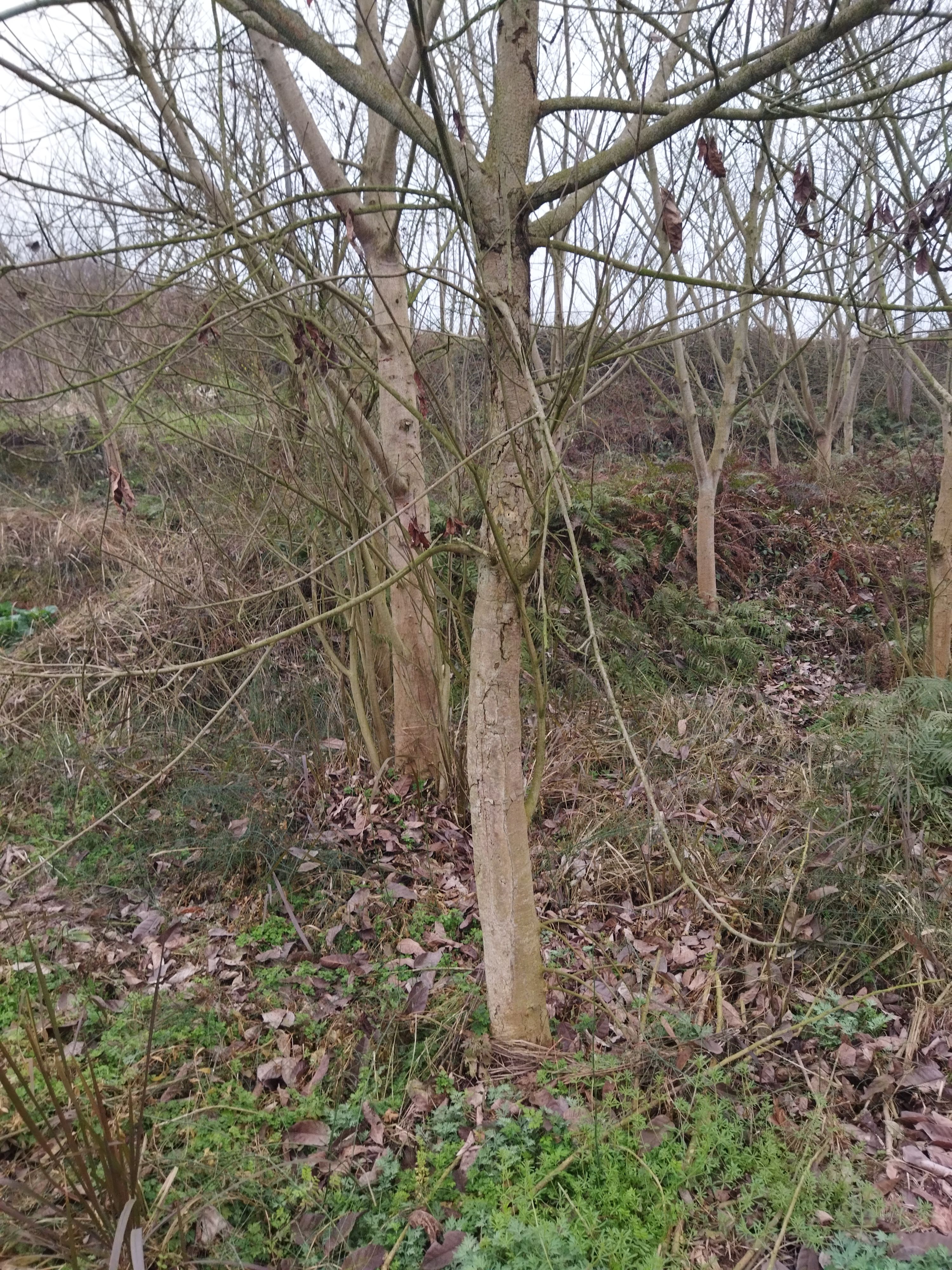 大叶榕  黄角树又名大叶容树大约一百株全要有优惠