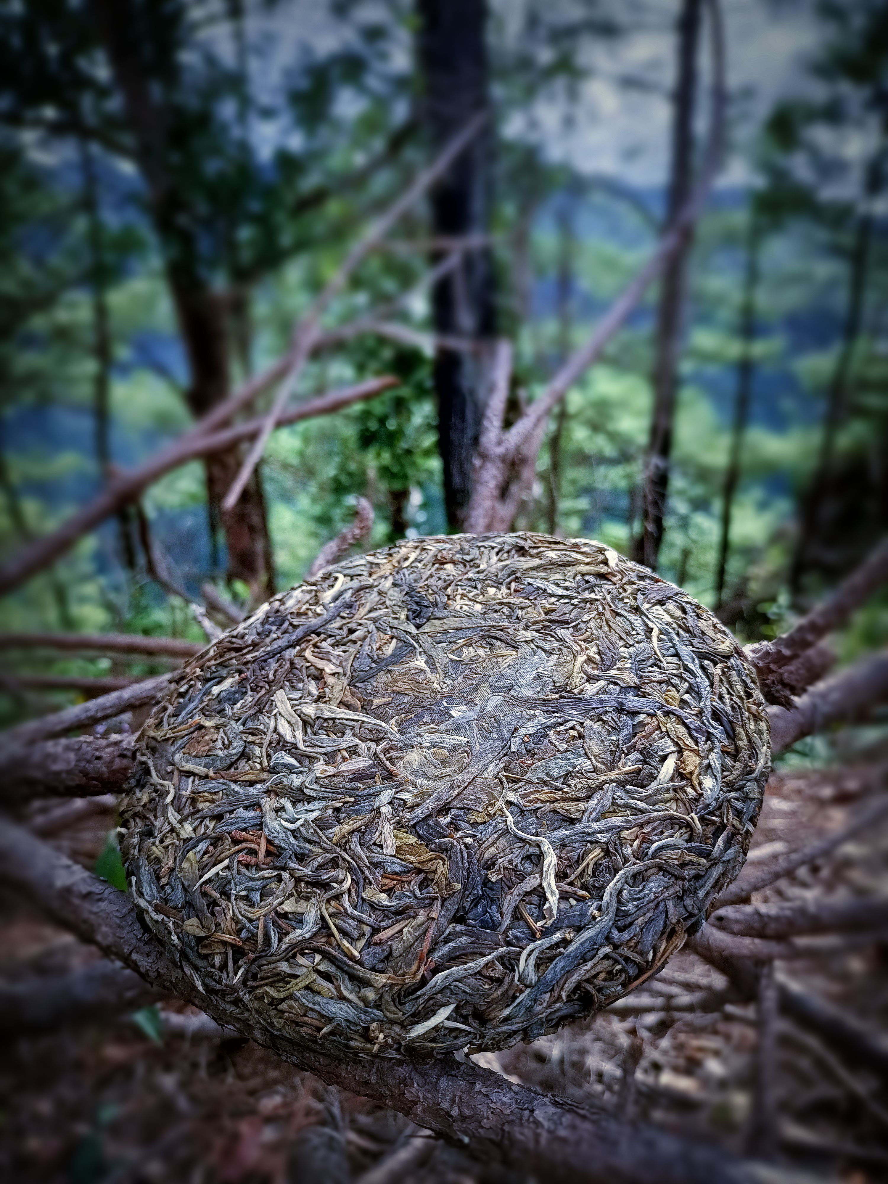 古树茶  藤条茶——古树普洱