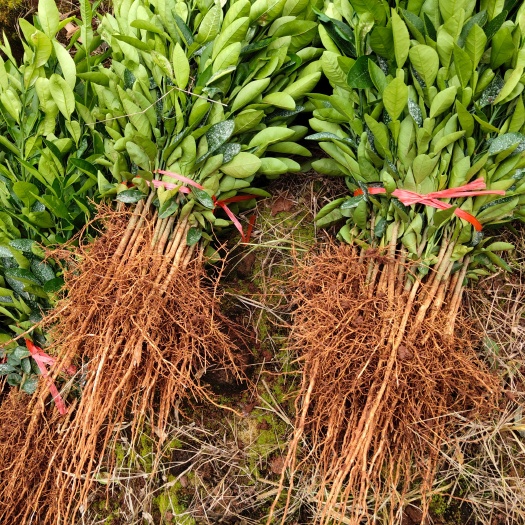 简阳市红心柚苗  自家苗圃种植，柚子实生苗，嫁接苗，一手货源无中间