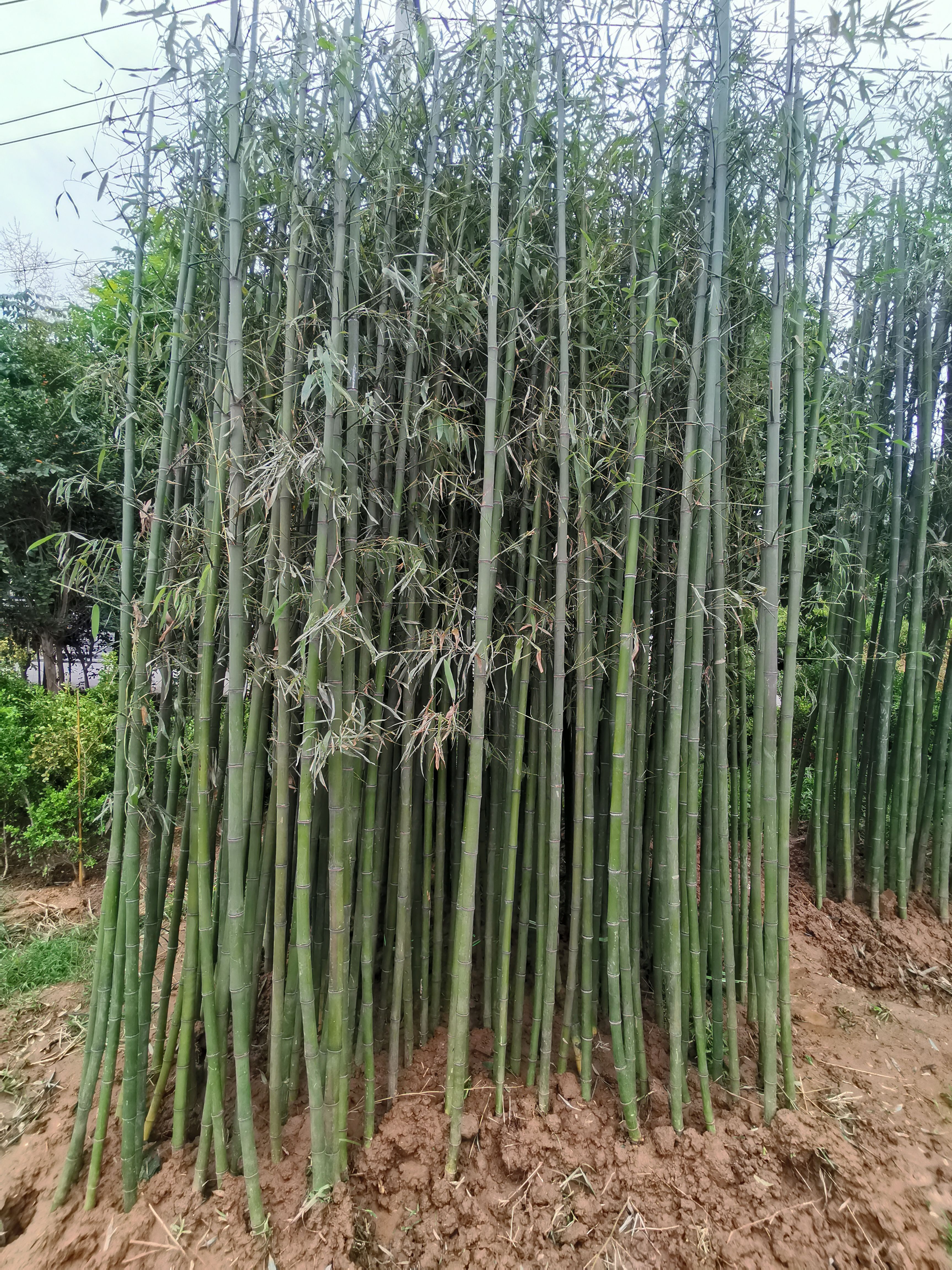 青皮竹  四季常青竹，刚竹，雷竹，各种竹苗规格齐全，欢迎老板