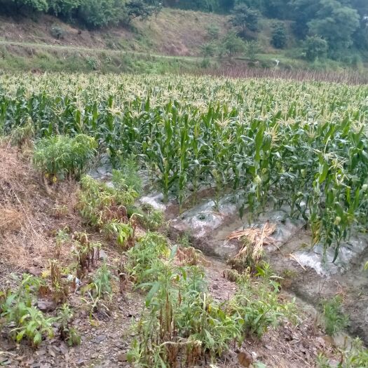 余庆县秸秆饲料 包玉米秆