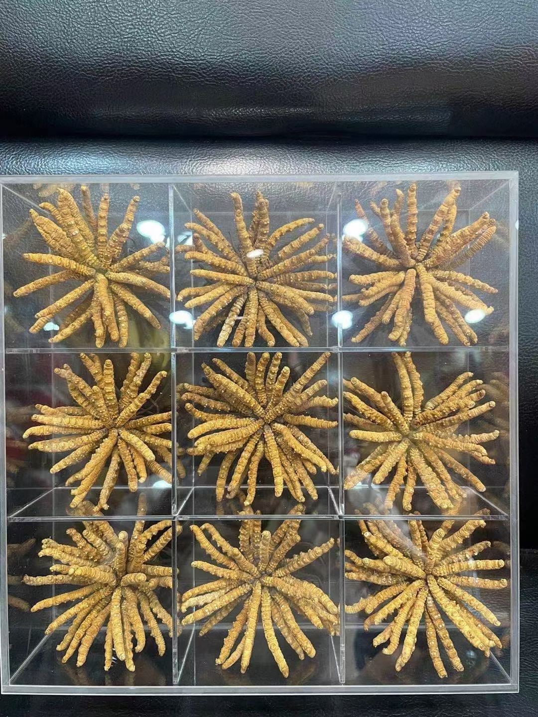 冬虫夏草正品货品干净干度好可配礼盒