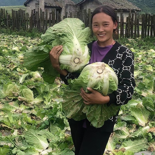 大白菜