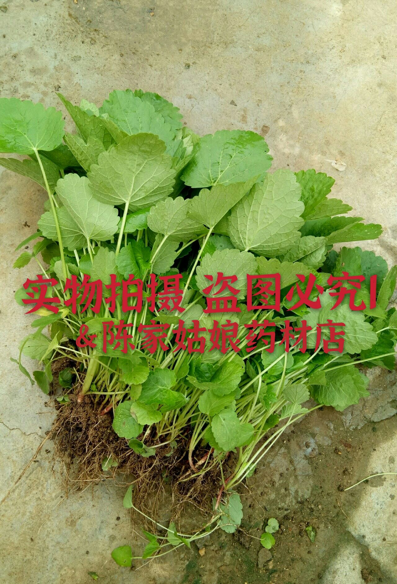益母草幼苗中苗不打药放心食用或种植