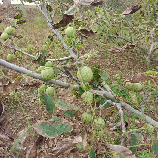平山县青皮核桃  大量核桃需要核桃的联系