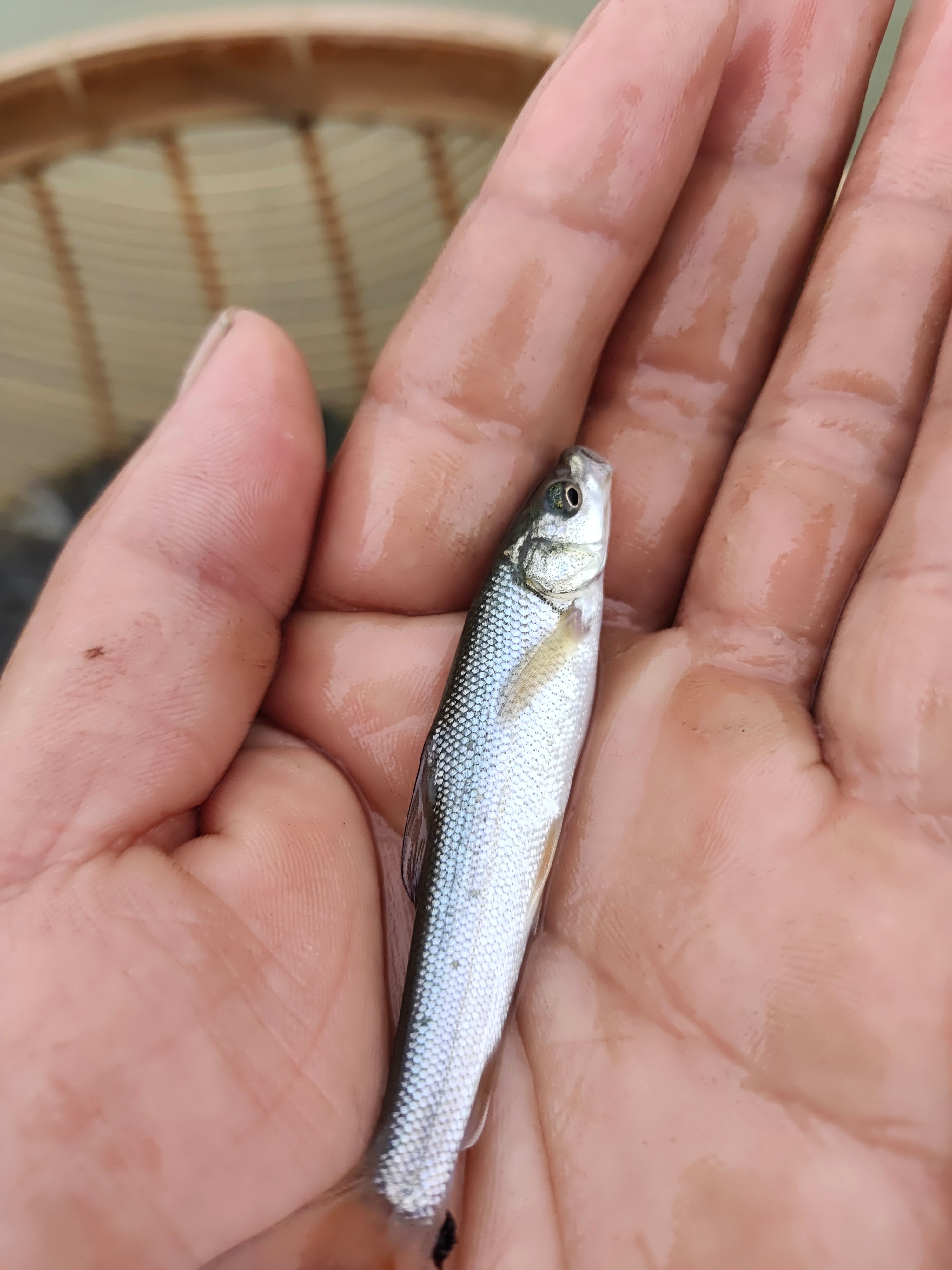 黄辣丁鱼苗，黄骨鱼鱼苗，黄颡鱼鱼苗，鱼苗水花优质供应。