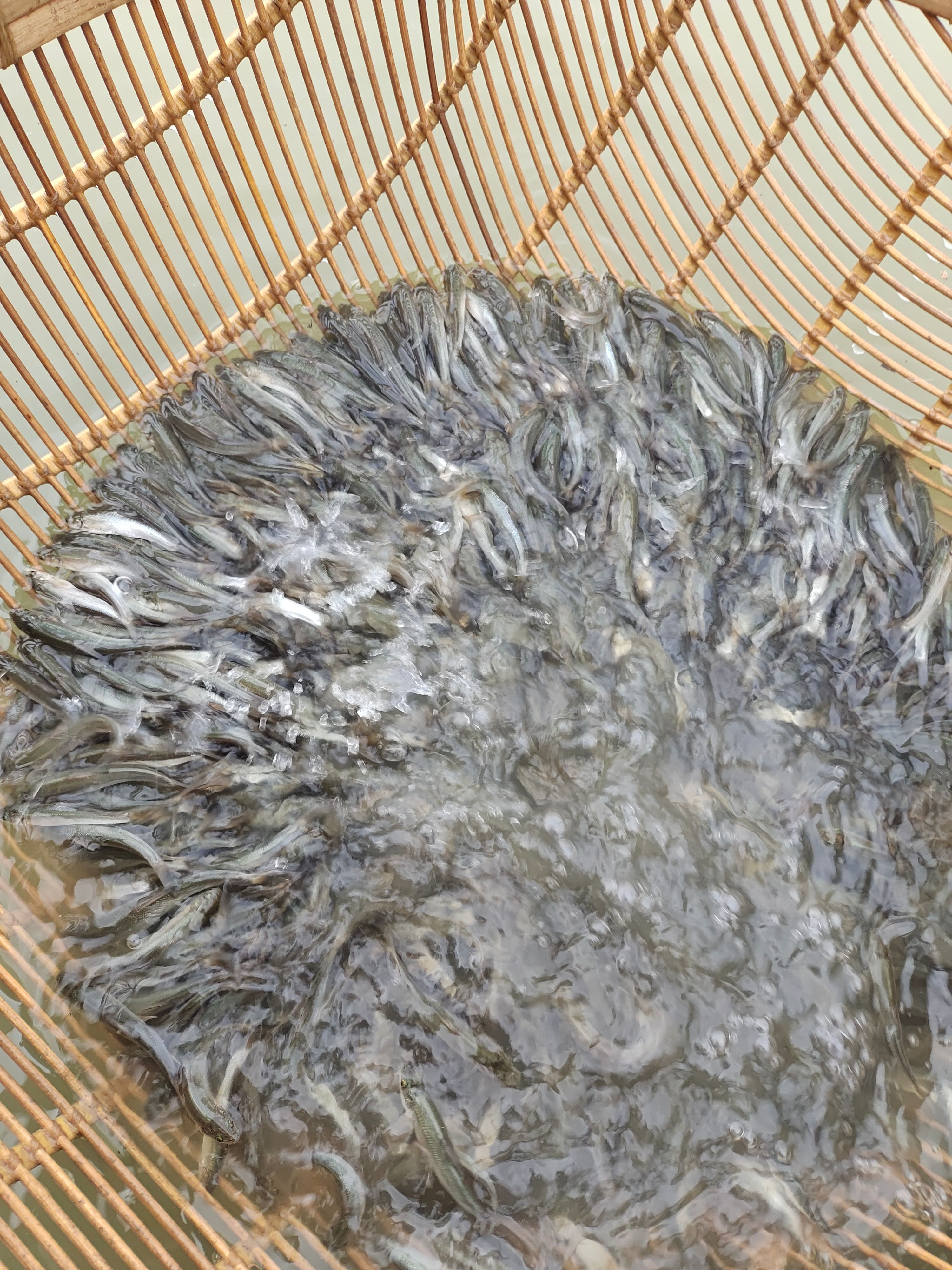黄辣丁鱼苗，黄骨鱼鱼苗，黄颡鱼鱼苗，鱼苗水花优质供应。