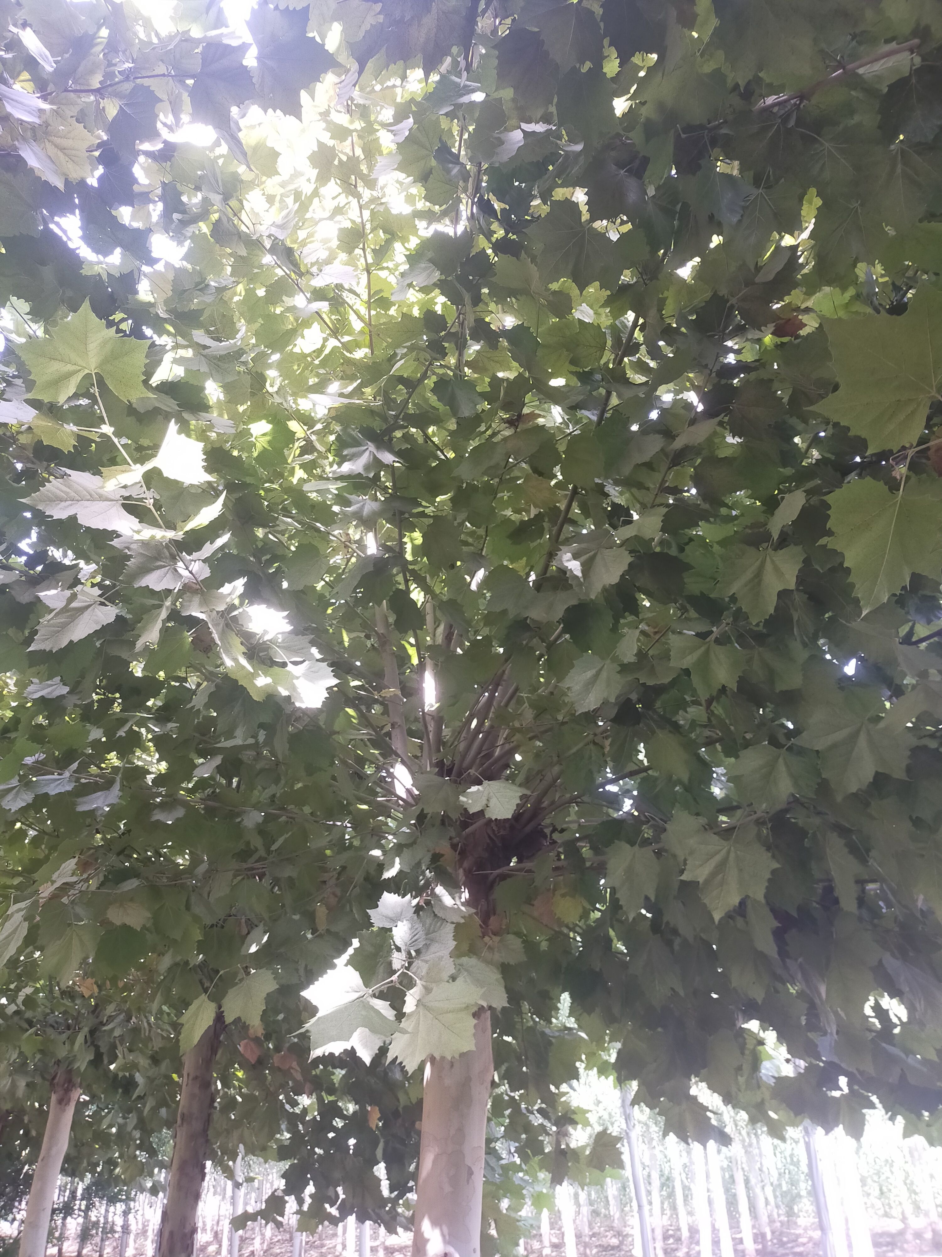 法国梧桐 法桐，20公分