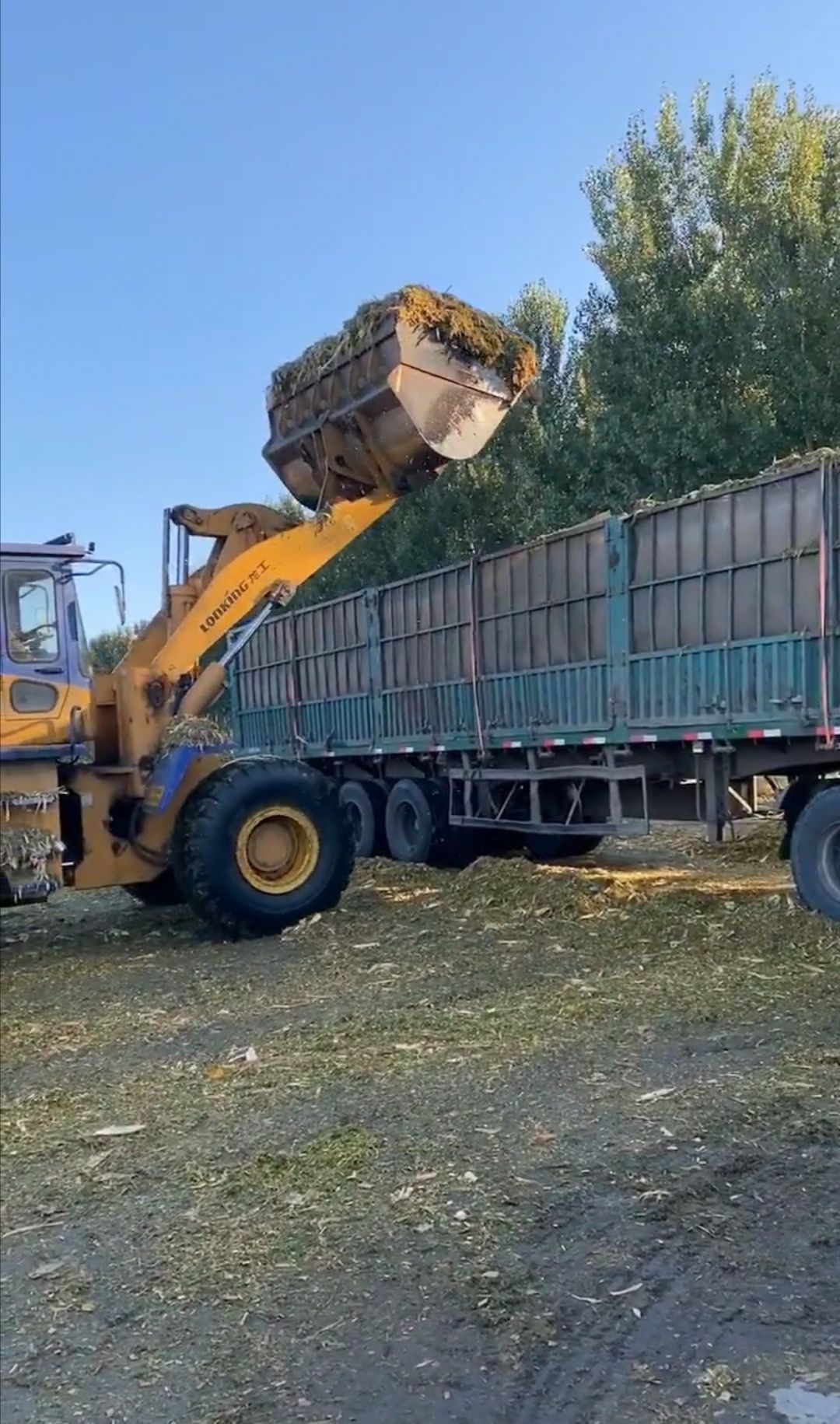 青储玉米秸秆，发酵，又碎又绿