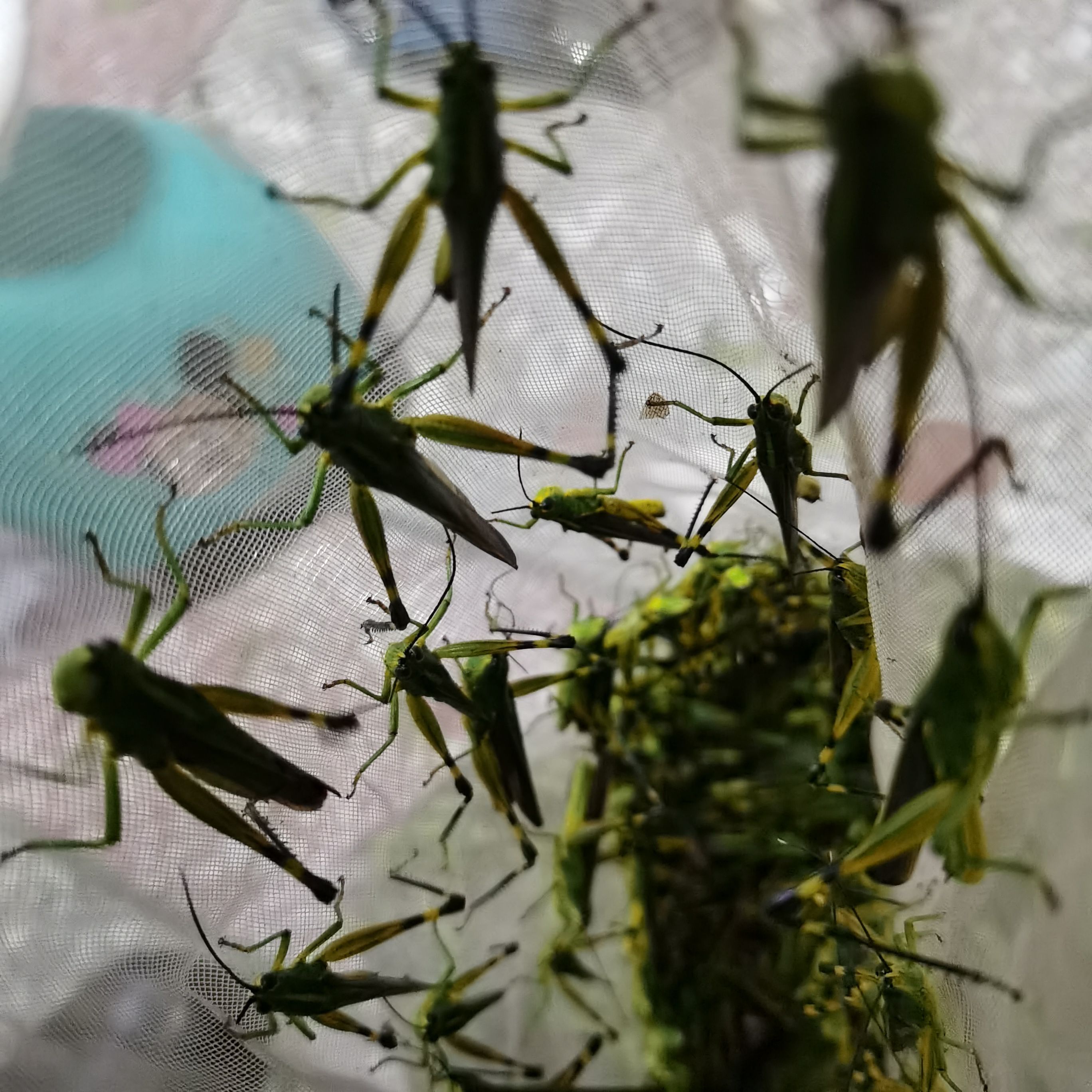 葛根虫  葛藤虫，葛麻藤虫，葛虫，麻藤虫，是一种真正的山珍美