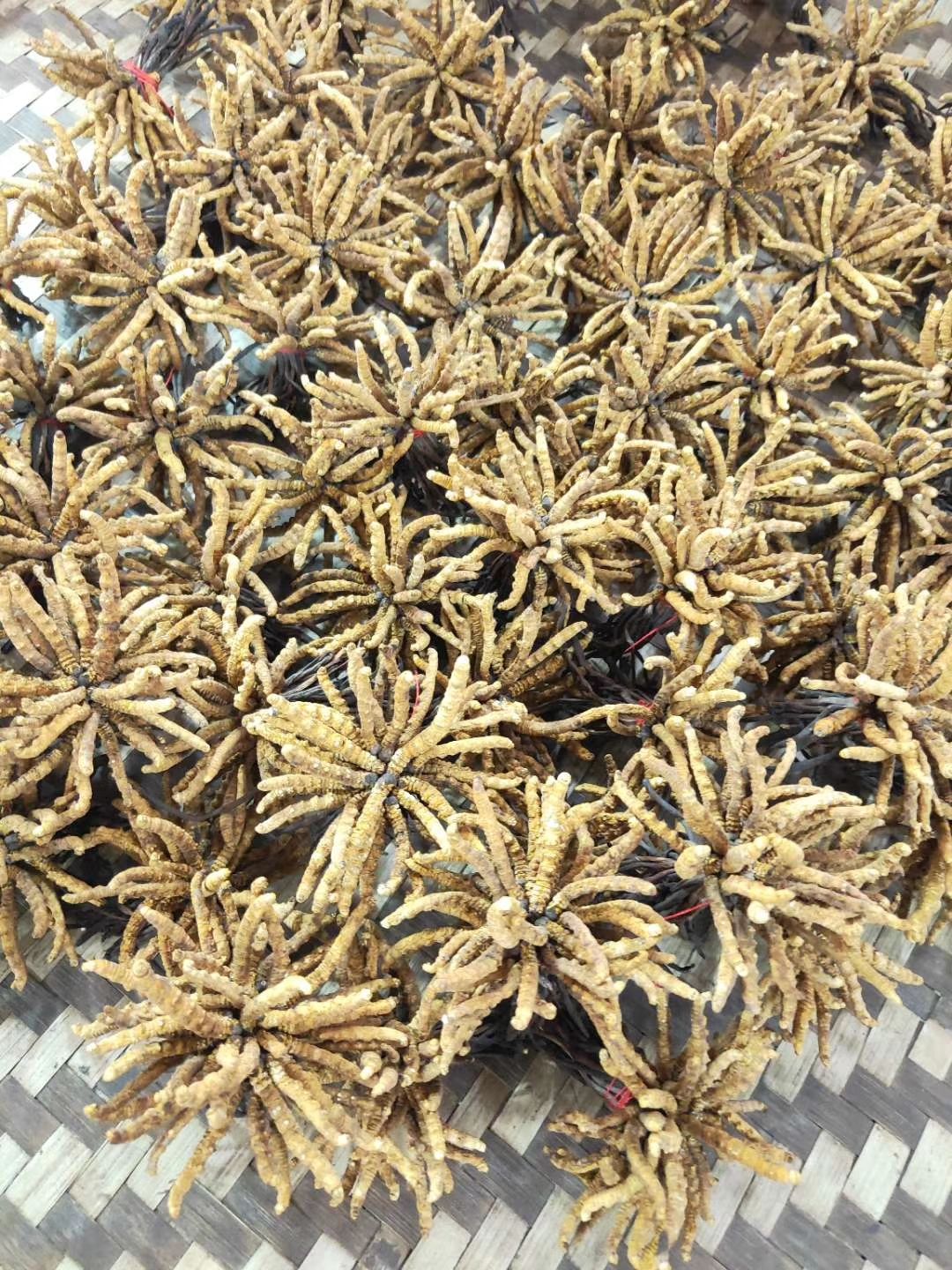 冬虫夏草正品货品干净干度好可配礼盒