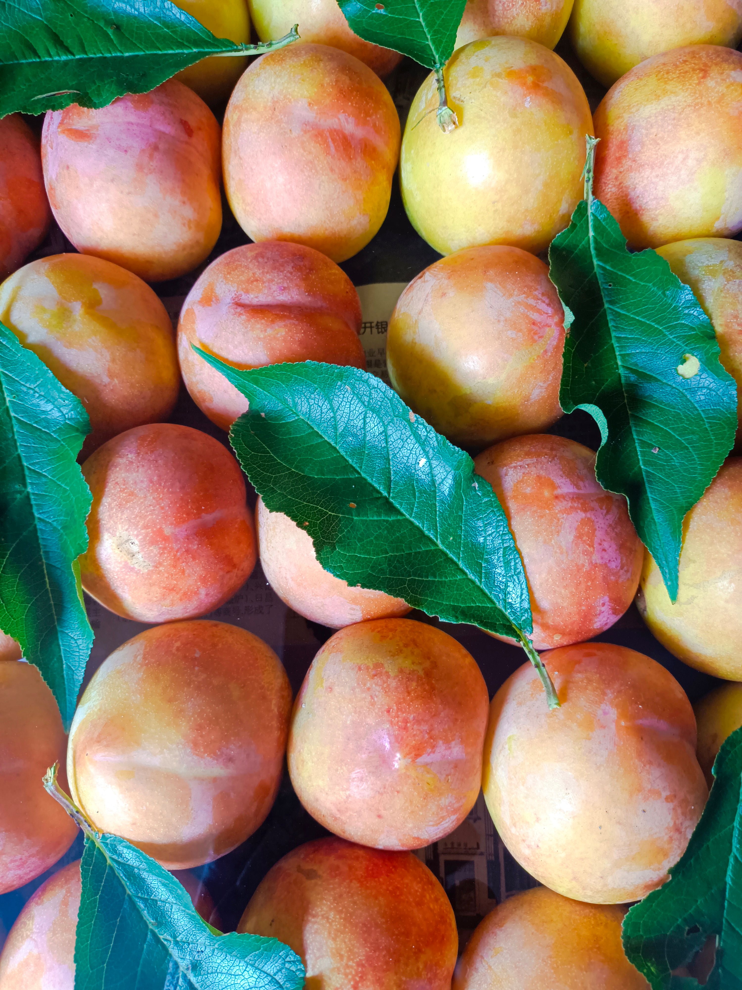 大红袍李子 辽宁省营口市大石桥市 