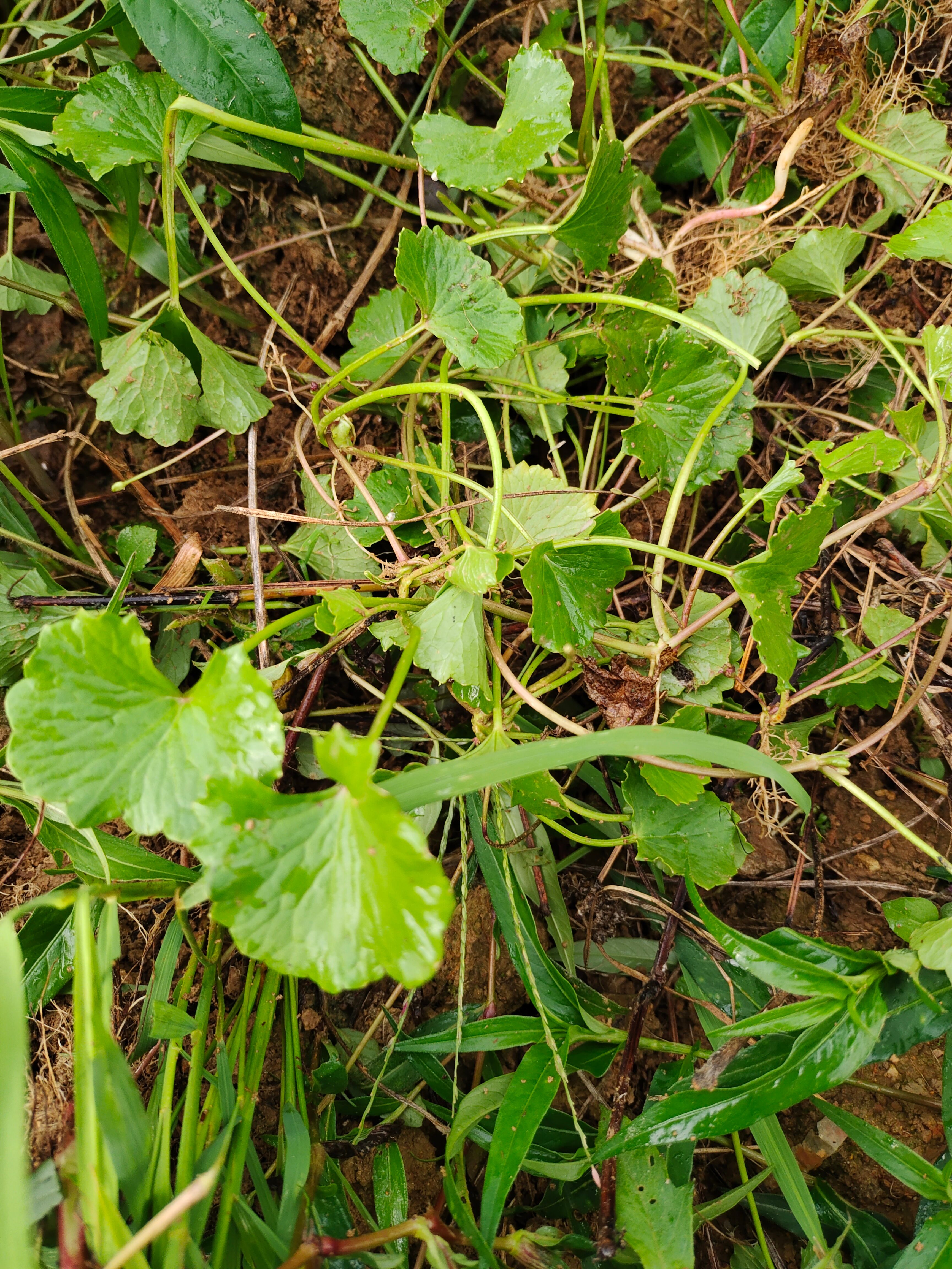 白雪茶  积雪草 非种植鲜货 常年供应量大从优喜欢的联系