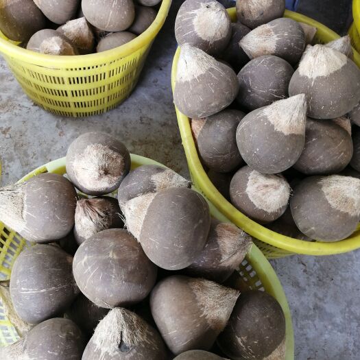 文昌市椰子  越南椰皇，厂家批发价，只打磨不抛光的。