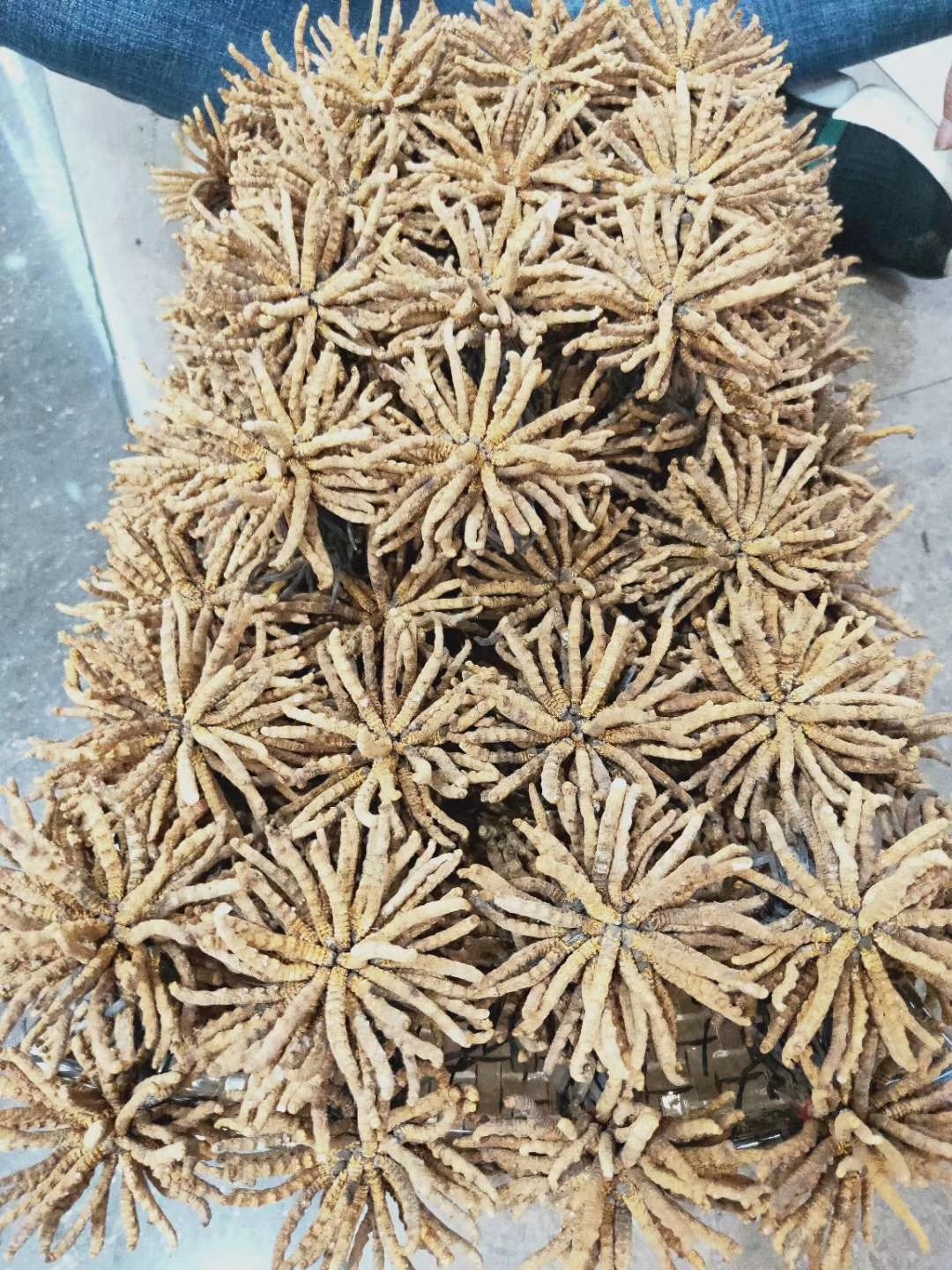 冬虫夏草正品货品干净干度好可配礼盒