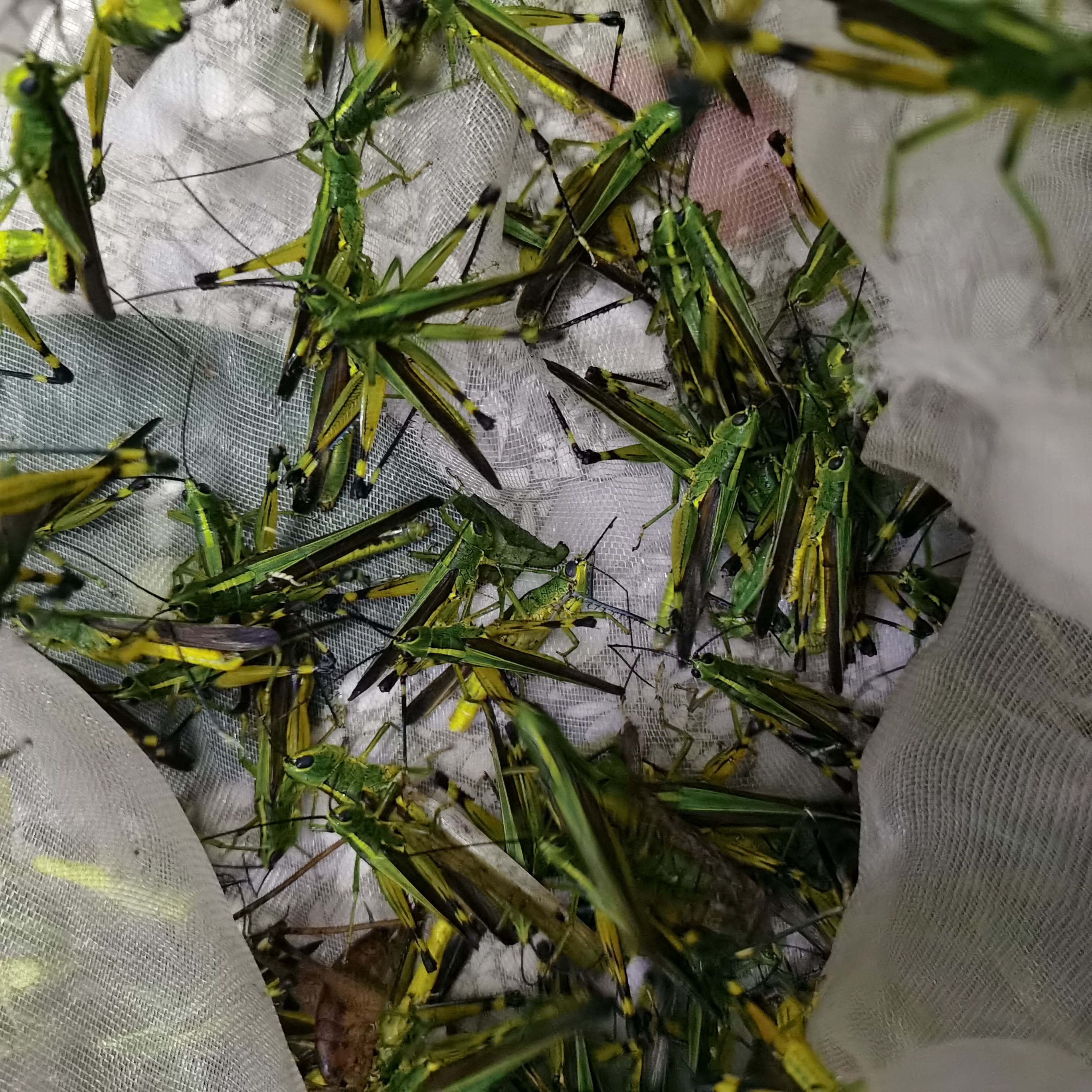 葛根虫  葛藤虫，葛麻藤虫，葛虫，麻藤虫，是一种真正的山珍美