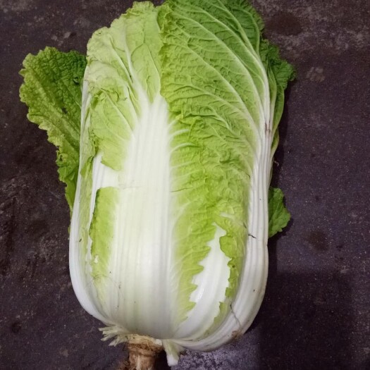 蔚县 黄心大白菜