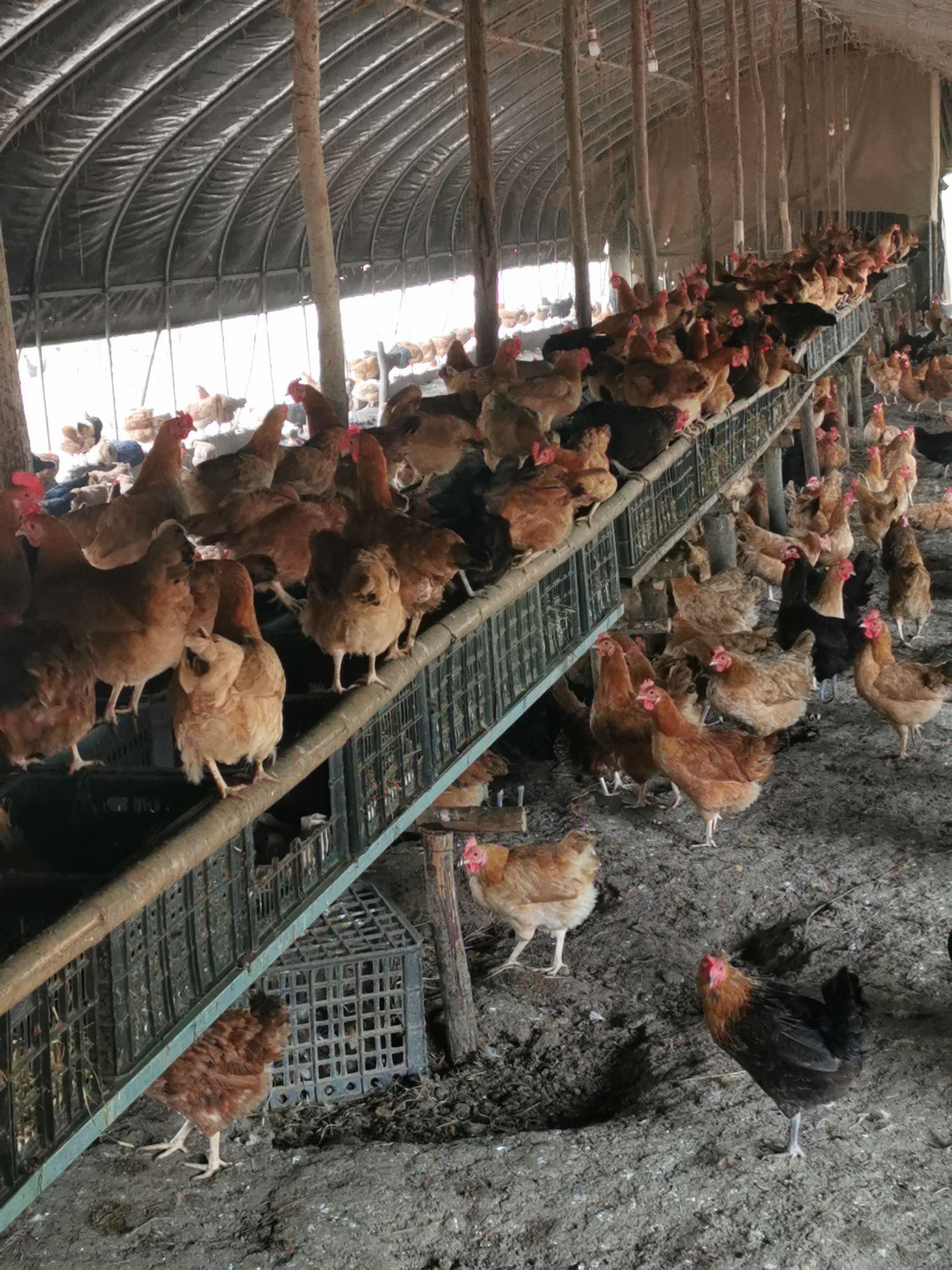 {鸡场直发}正宗散养土鸡蛋，京山土鸡蛋批发基地直供