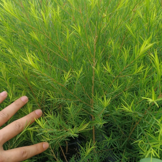 红千层  互叶百千层组培苗，（澳洲茶树）。
