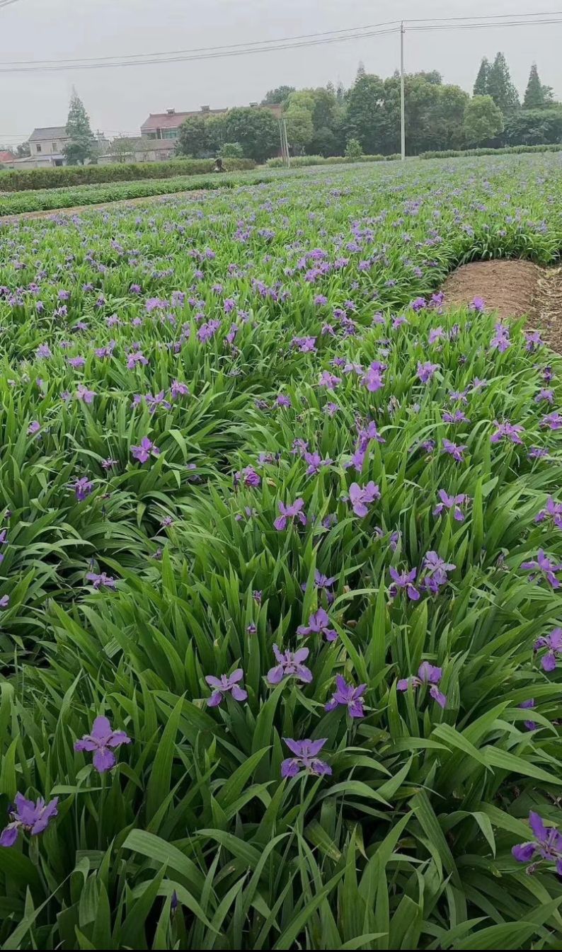 鸢尾紫花燕尾兰红花燕尾兰紫花凤尾兰红花凤尾兰