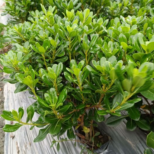 都江堰市 海桐杯苗
