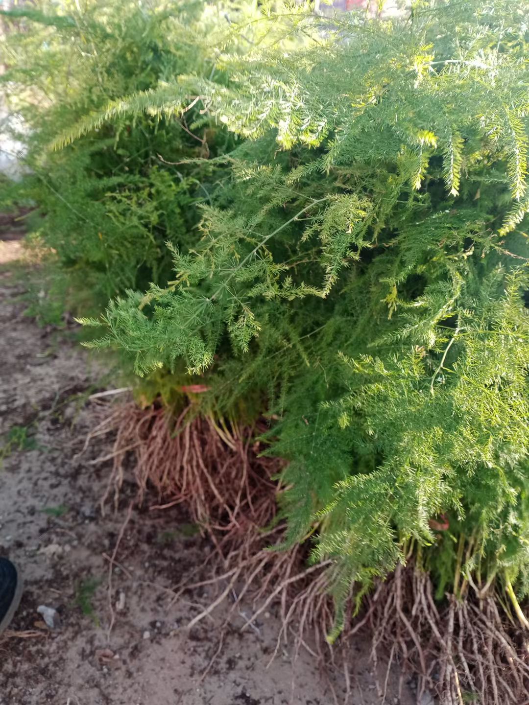 文竹苗大文竹盆栽地栽盆景云竹室内阳台绿植四季常青花卉植物文竹