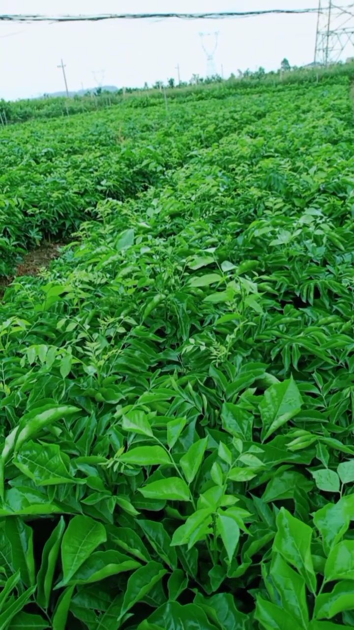 鸡心黄皮苗广西玉林 易种植好管理产量高果大清甜