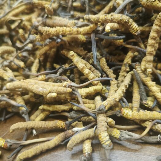 成都冬虫夏草正品货品干净干度好可配礼盒