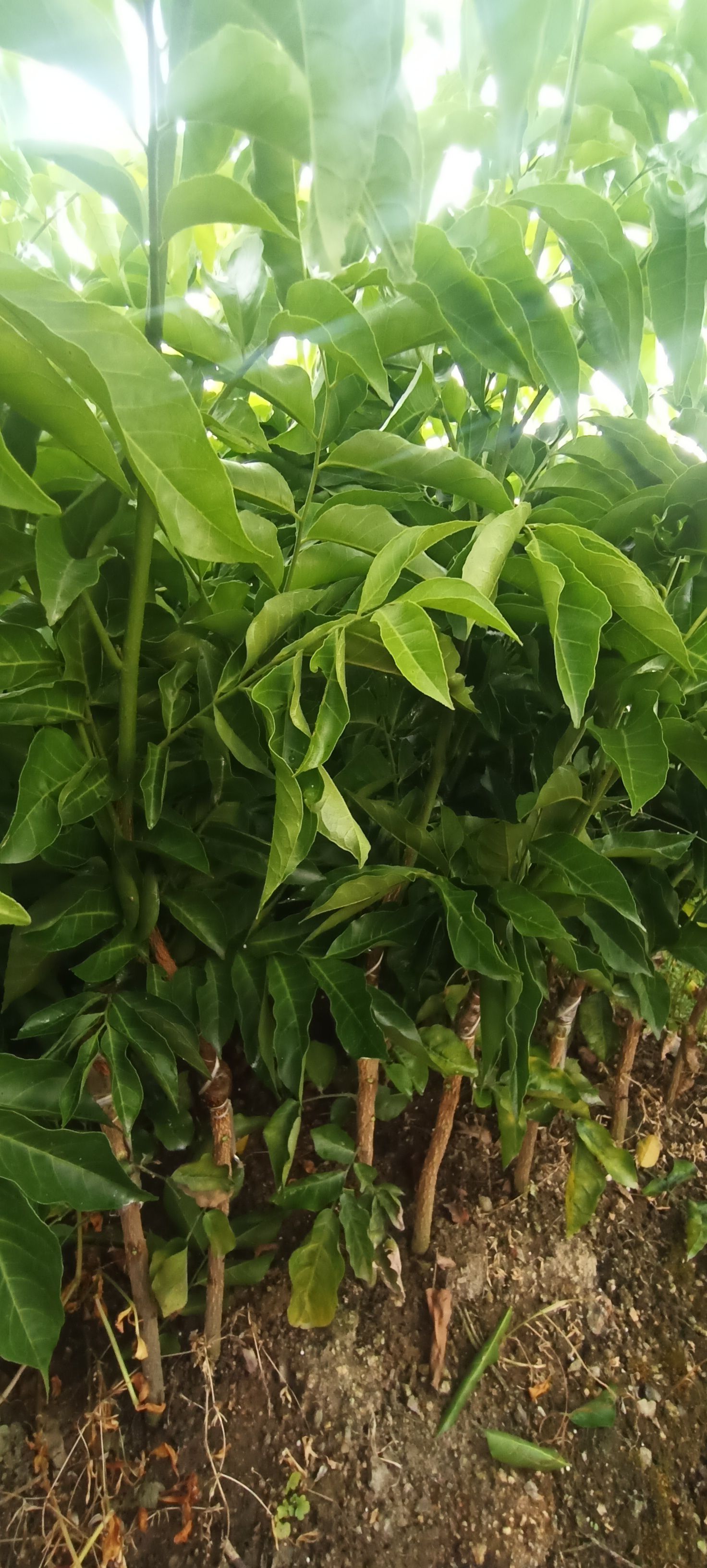 鸡心黄皮苗广西玉林 易种植好管理产量高果大清甜
