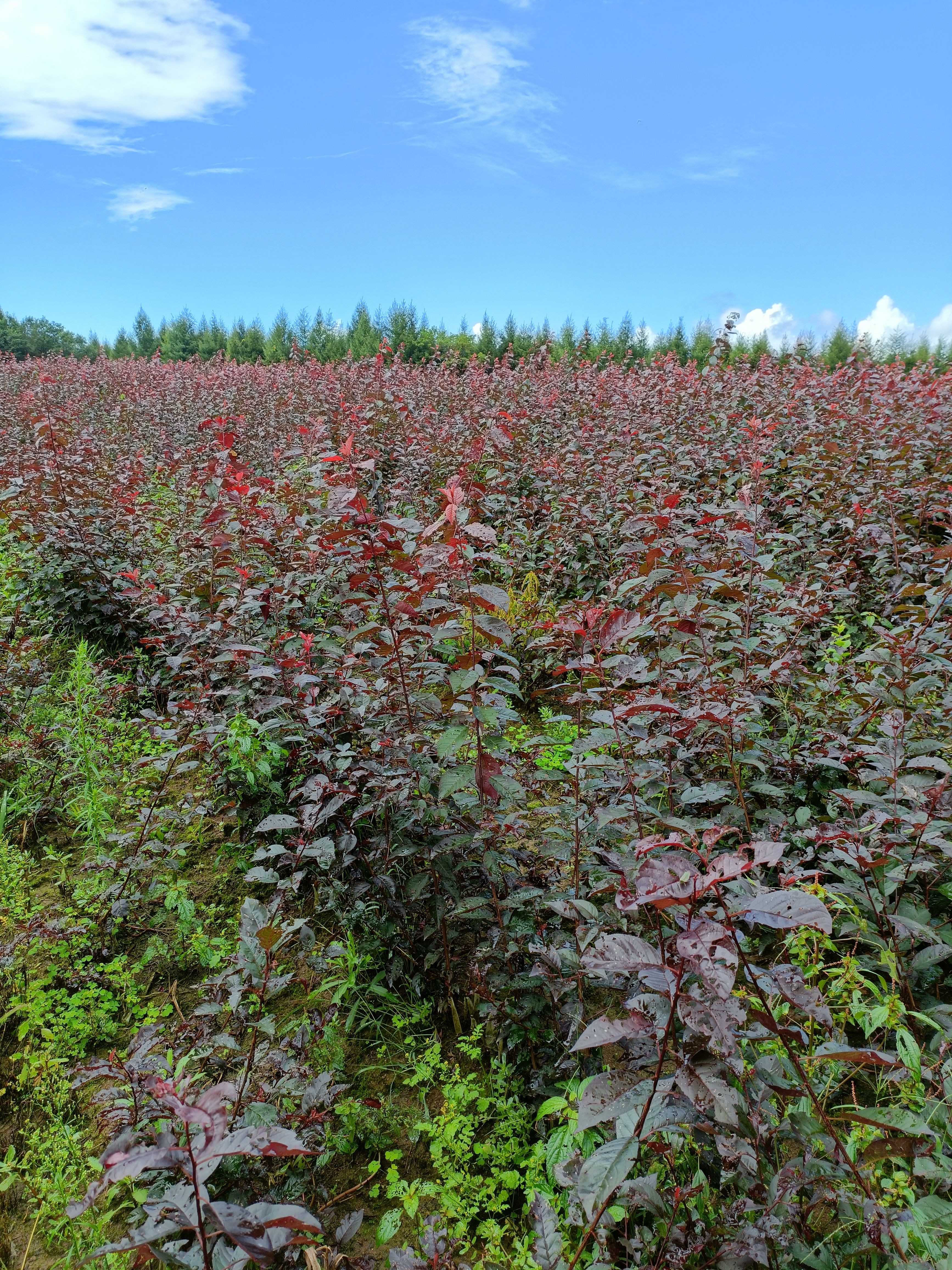  密枝红叶李 80起步 一手货源价格合理