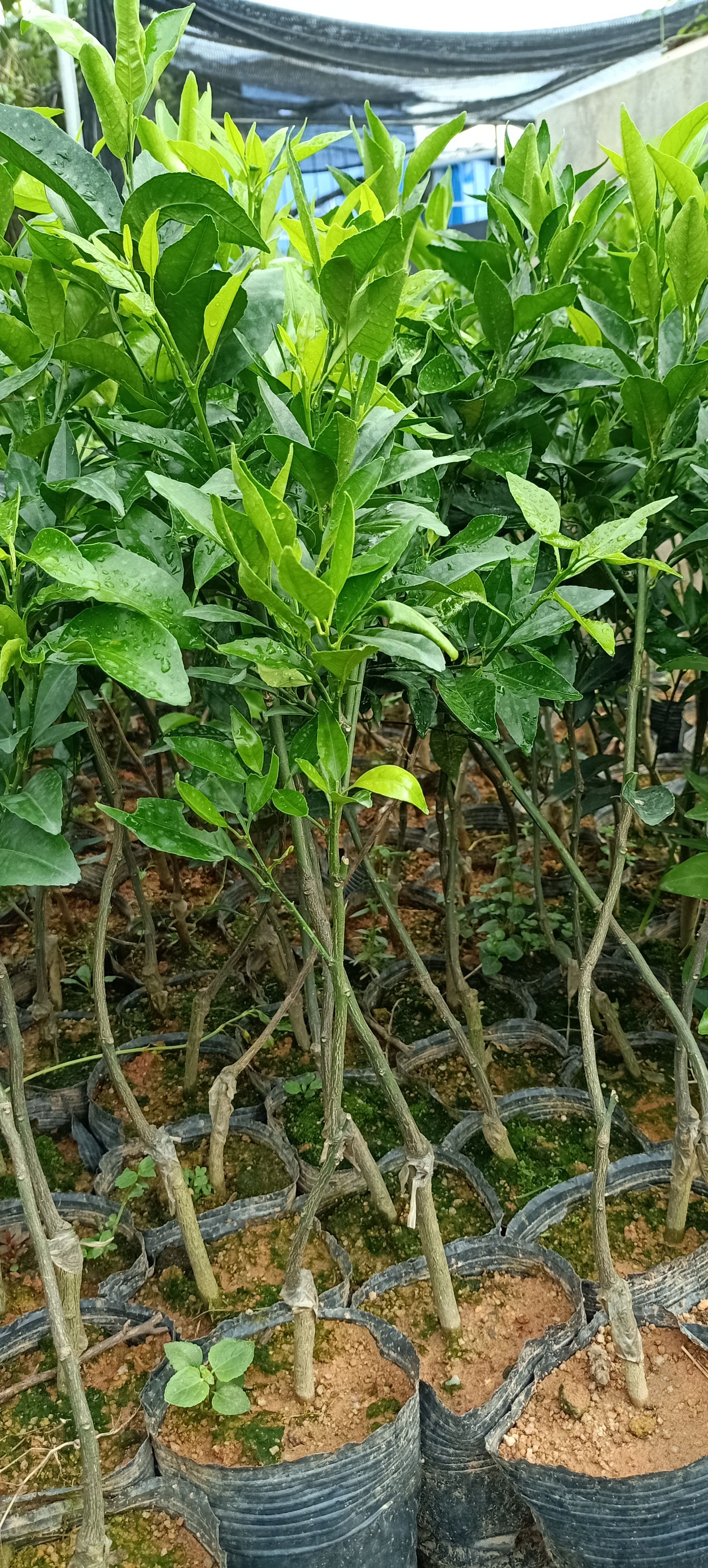 沃柑苗柑橘皇后易种产量高甜爽多汁广西玉林正品嫁接苗欢迎选购