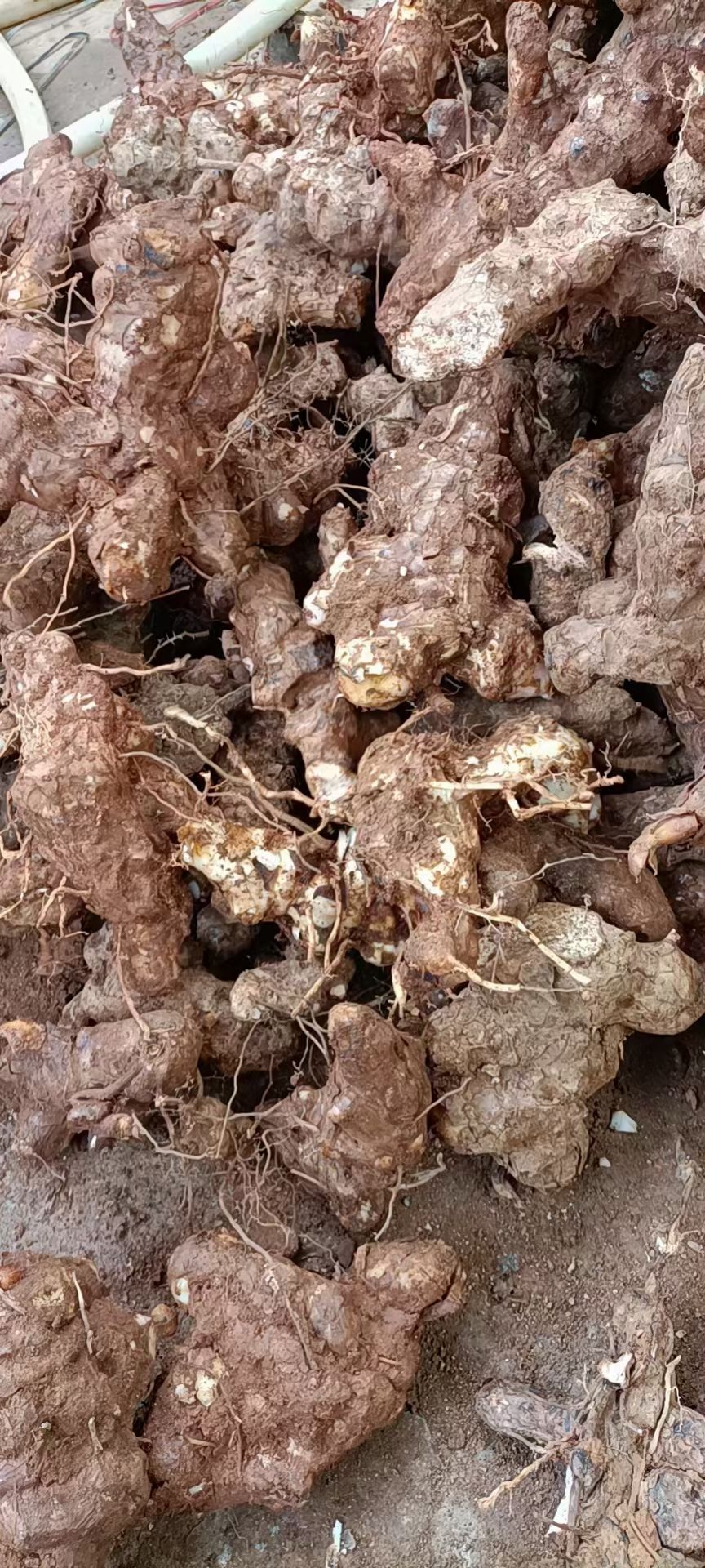 土茯苓/土茯苓/中药材土茯苓/土茯苓干片/新鲜土茯苓