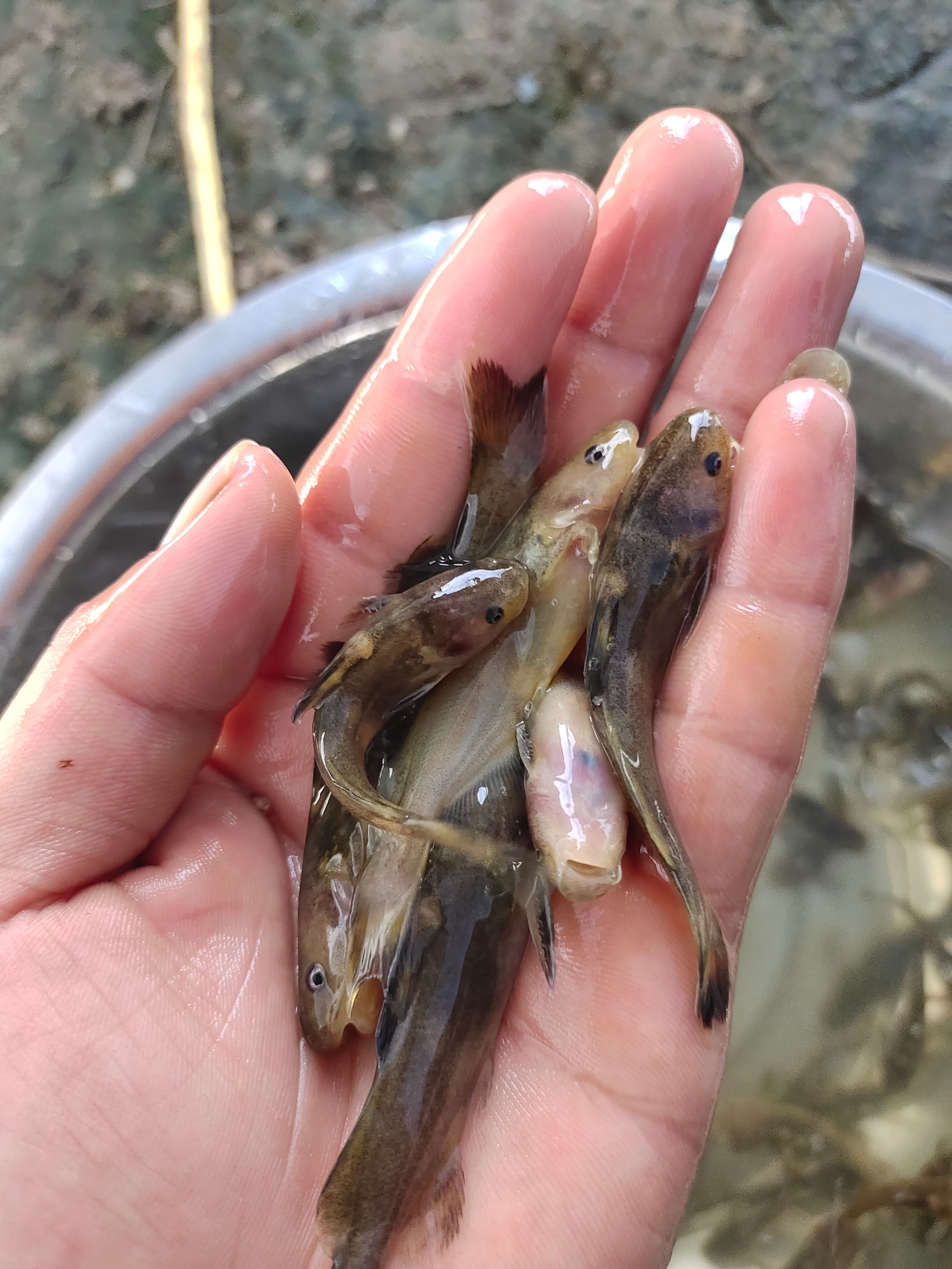 黄辣丁鱼苗，黄骨鱼鱼苗，黄颡鱼鱼苗，鱼苗水花优质供应。