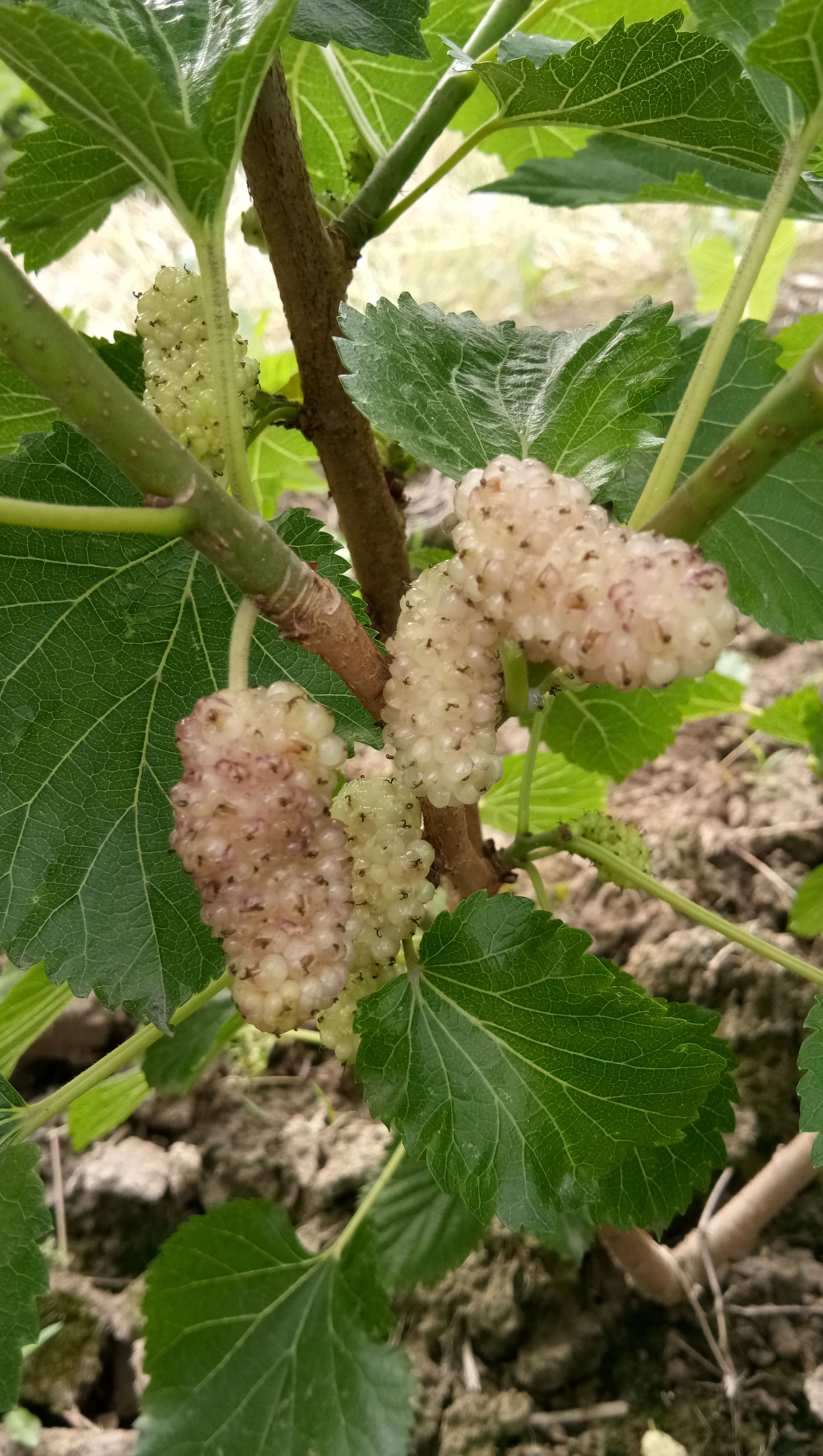桂花蜜果桑苗  白桂花蜜桑树苗嫁接苗桂花味果桑苗南北方可种植
