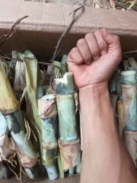 优质牧草节种，甜象草种苗