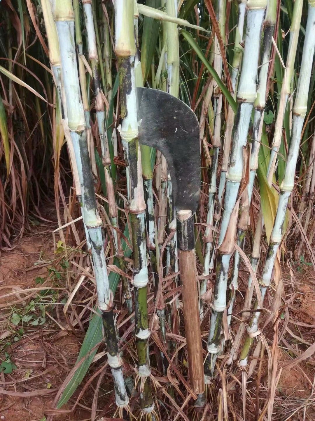 优质牧草节种，甜象草种苗