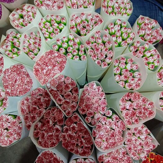 昆明康乃馨切花  昆明康乃馨鲜切花美观基地直销量大优惠
