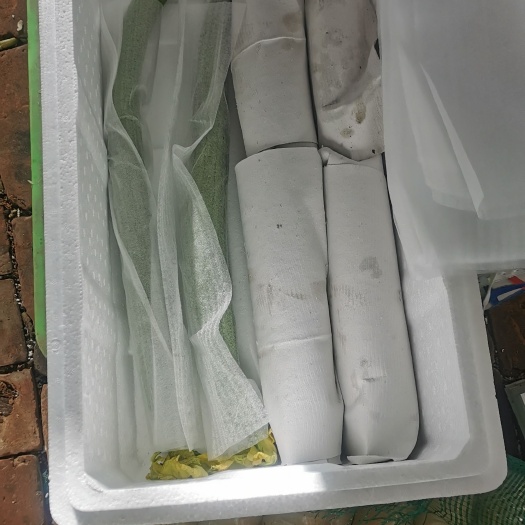 濮阳县 鲜花丝瓜基地