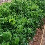 桂味荔枝苗  白糖罂荔枝苗 各品种荔枝树苗 龙眼苗 黄皮果苗