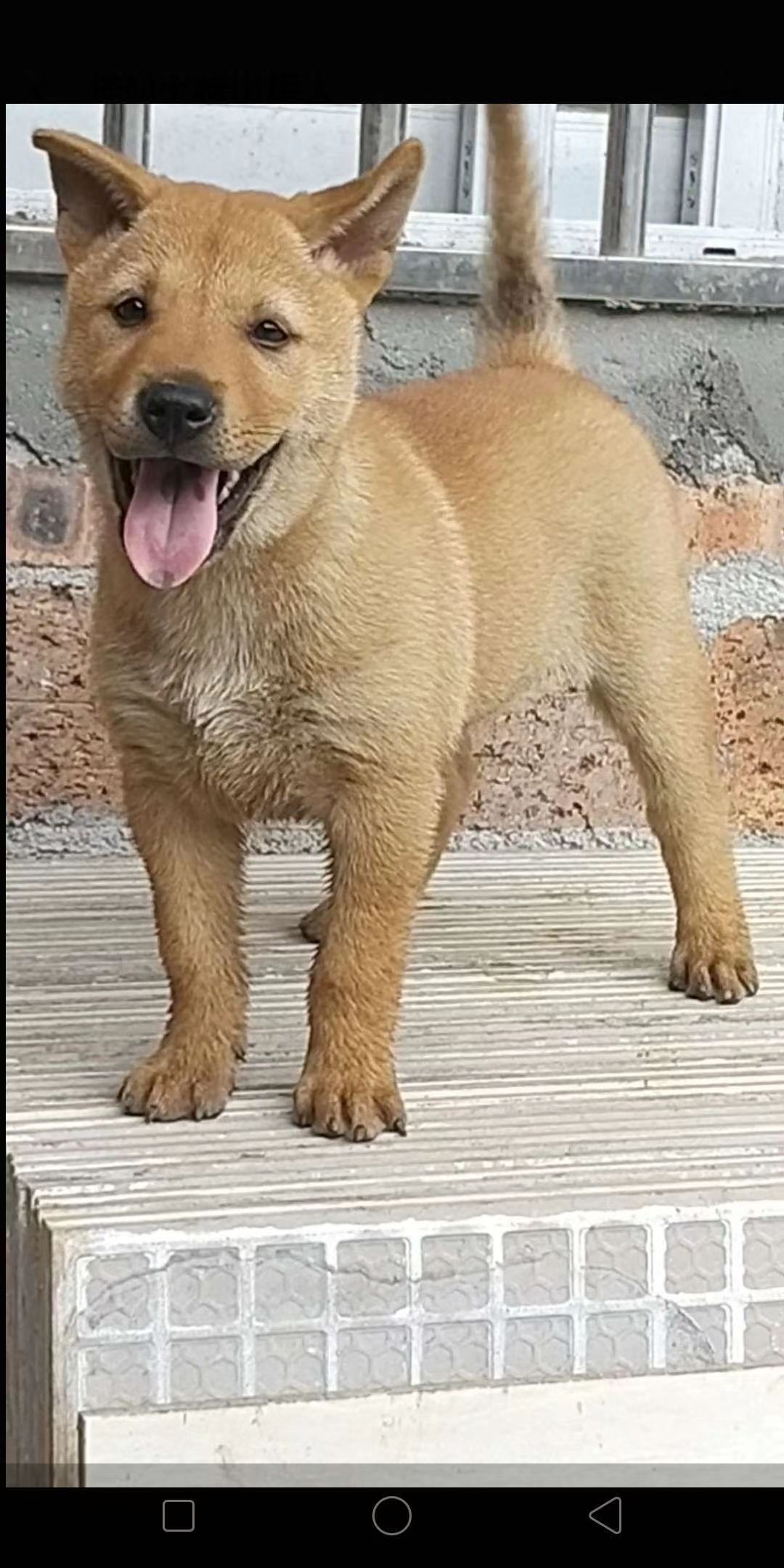  中华田园犬，土猎犬后代接受预订