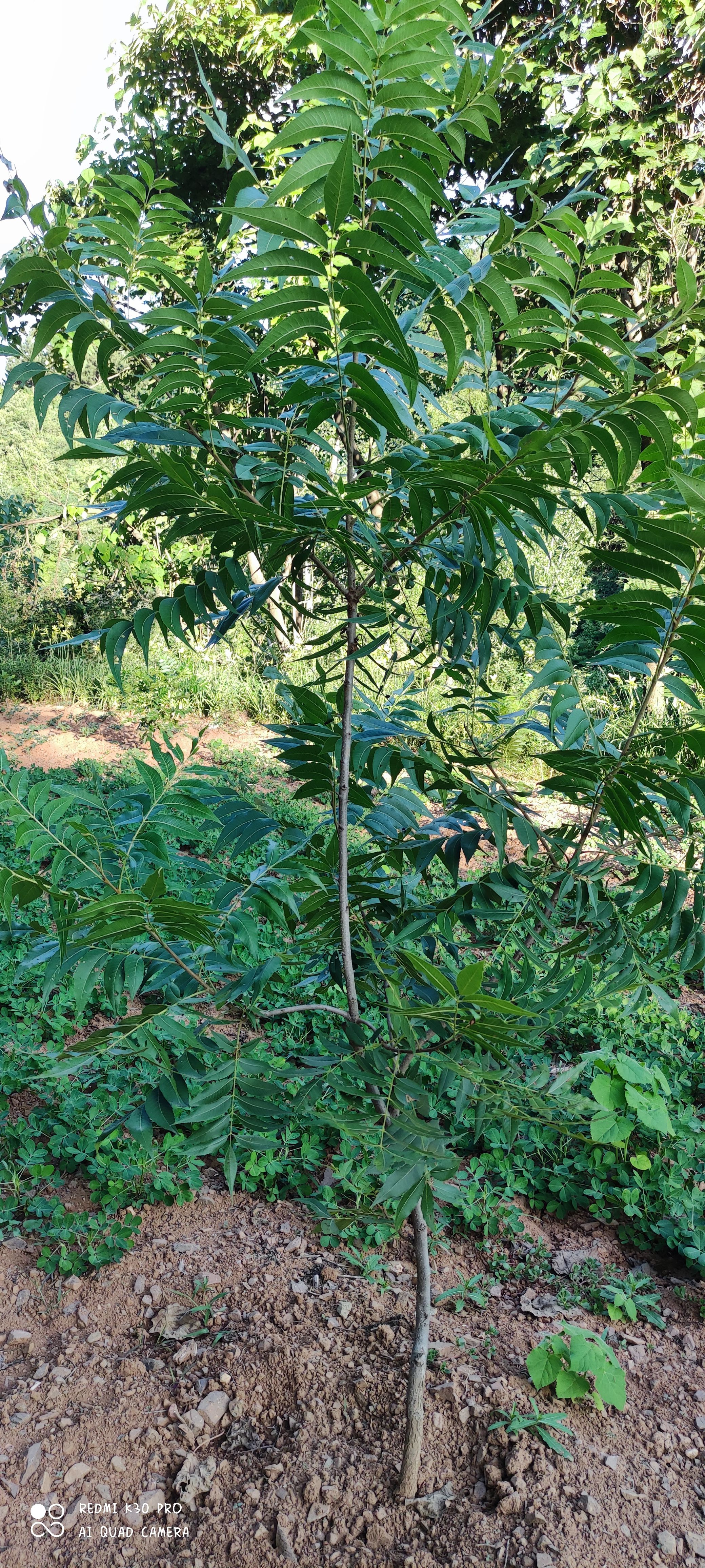碧根果苗 碧根果   嫁接苗   实生苗   种子